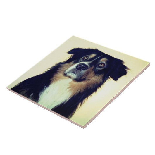 Australische Shepherd Liebe, Rescue Dog Bester Fre Fliese (Seite)