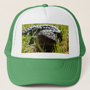 Australische Stumpy Lizard, Truckerkappe