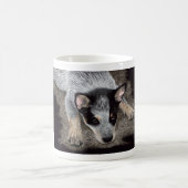 Australische Tasse für Rinder-Hunde - "Kona" (Mittel)