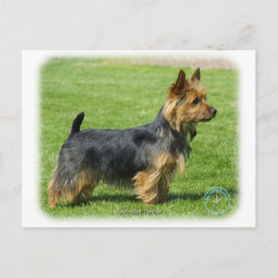 Australische Terrier 9R044D-62 Postkarte