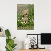 Australische Terrier-Blume Poster (Heimbüro)