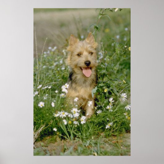 Australische Terrier-Blume Poster (Vorne)