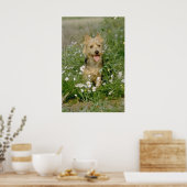Australische Terrier-Blume Poster (Küche)