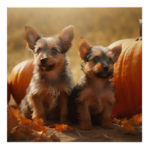 Australische Terrier Welpe Autumn Delight Pumpkin Poster