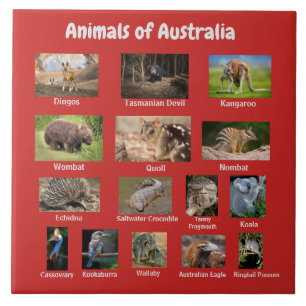 Australische Tiere Fliese