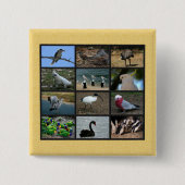 Australische Vögel Button (Vorderseite)