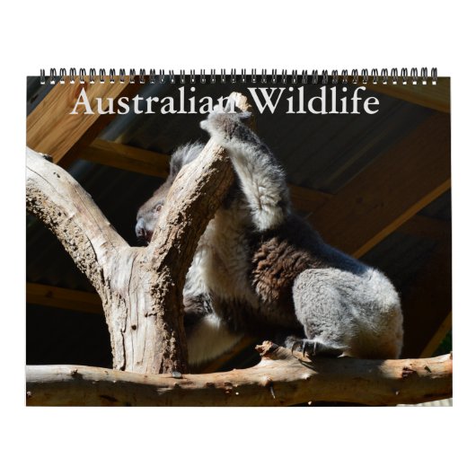 Australische Vögel, Wildtiere, Kalender (Titelbild)