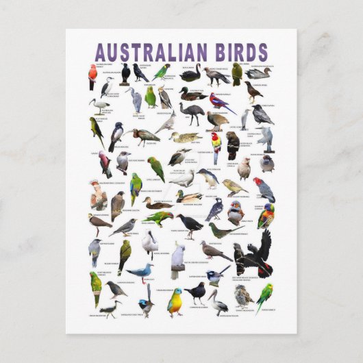 Australische Vogelkarte Postkarte (Vorderseite)