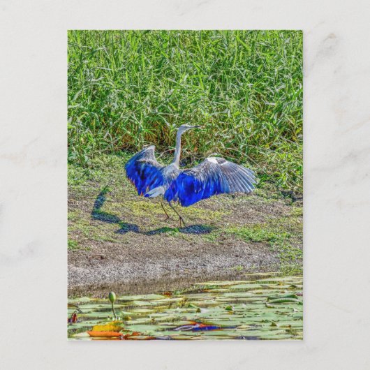 AUSTRALISCHE VOGELSTORK AUSTRALIEN MIT KUNSTWIRKUN POSTKARTE (Vorderseite)