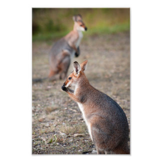 Australische Wallabies Queensland Foto Print