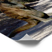 Australische Wallaby on Road, Poster (Ecke)