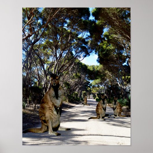 Australische Wallaby on Road, Poster (Vorne)