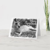 Australische Weihnachtskarten - Kangaroo Karte (Vorderseite)