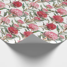 Australische Wildblume Waratah Blume