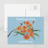 Australische Zahnfleischblüten Postkarte (Vorne/Hinten)