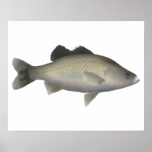 Australischer Bass