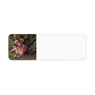 Australischer Cattle Dog Rot liegend