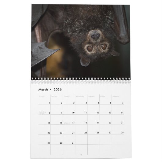 Australischer Flughund-Schläger-Kalender - 3 Kalender (Mär 2026)