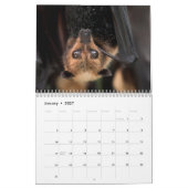 Australischer Flughund-Schläger-Kalender - 3 Kalender (Jan 2027)