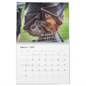 Australischer Flughund-Schläger-Kalender - 3 Kalender (Feb 2027)