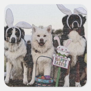 Australischer Hirte, Aussie, Shepherd Quadratischer Aufkleber