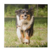 Australischer Hirte mit Ball Fliese (Vorderseite)