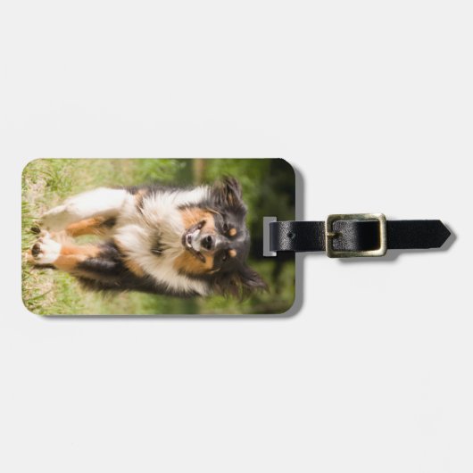 Australischer Hirte mit Ball Gepäckanhänger (Vorderseite horizontal)