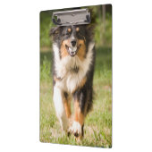 Australischer Hirte mit Ball Klemmbrett (Links)