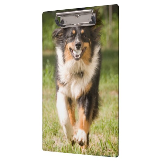 Australischer Hirte mit Ball Klemmbrett (Links)