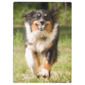 Australischer Hirte mit Ball Klemmbrett (Rückseite)