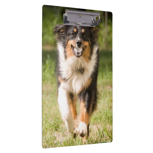 Australischer Hirte mit Ball Klemmbrett (Rechts)