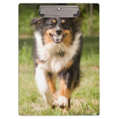 Australischer Hirte mit Ball Klemmbrett (Vorderseite)