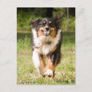 Australischer Hirte mit Ball Postkarte
