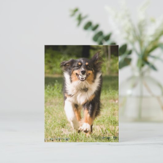 Australischer Hirte mit Ball Postkarte (Stehend Vorderseite)