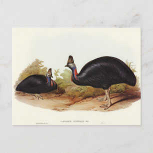 Australischer Kasuar von Elizabeth Gould Postkarte