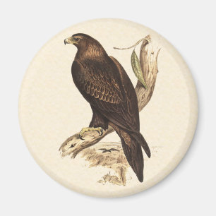 Australischer Keil angebundenes Eagle. Enormer Magnet
