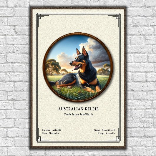 Australischer Kelpie  Zoologie-Serie Poster