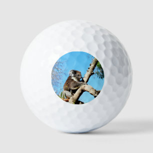 australischer Koala-Bär im alten Kiefernbaum, Golfball