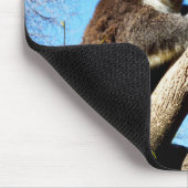 australischer Koala-Bär im alten Kiefernbaum, Mousepad (Ecke)
