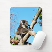 australischer Koala-Bär im alten Kiefernbaum, Mousepad (Mit Mouse)