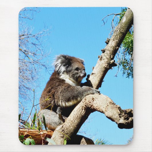 australischer Koala-Bär im alten Kiefernbaum, Mousepad (Vorne)