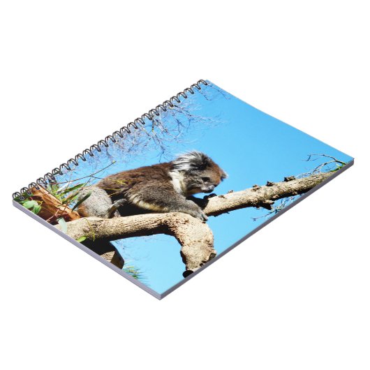 australischer Koala-Bär im alten Kiefernbaum, Notizblock (Linke Seite)