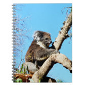 australischer Koala-Bär im alten Kiefernbaum, Notizblock (Vorderseite)