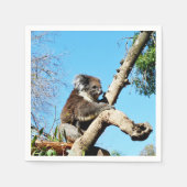 australischer Koala-Bär im alten Kiefernbaum, Serviette (Vorderseite)