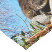 australischer Koala-Bär im alten Kiefernbaum, Tischdecke (Schrägansicht)