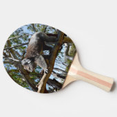 Australischer Koala Bear Walking, Tischtennis Schläger (Seitenansicht)