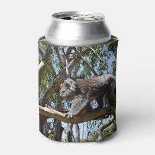Australischer Koala geht entlang eines Baumzweigs, Dosenkühler