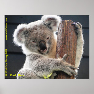 Australischer Koala Poster