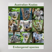 Australischer Koalas, gefährdete Arten Poster (Vorne)