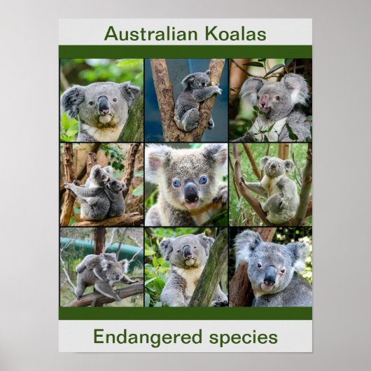Australischer Koalas, gefährdete Arten Poster (Vorne)